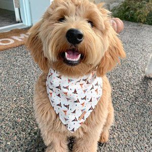 LMG Pawfections | Dog Bandana